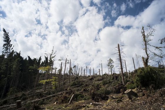 Bild_Klimaschäden